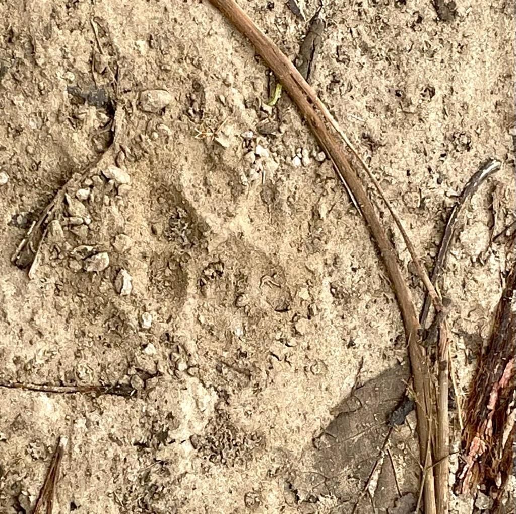 There was a stir due to the sighting of a tigress, footprints found