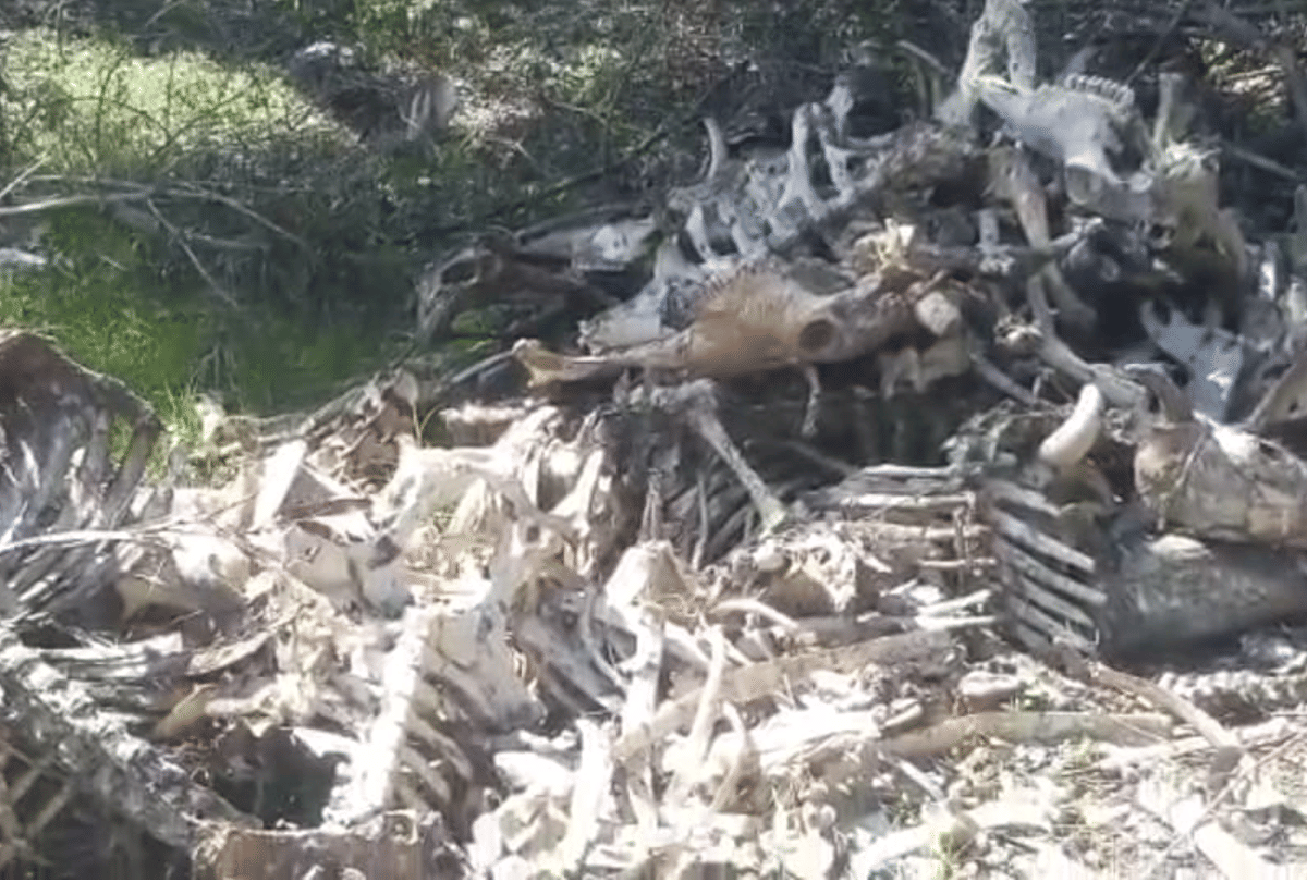 Bhopal: Hundreds of cows died in BJP leader's gaushala, cow carcasses found from ground to pit, collector ordered an inquiry