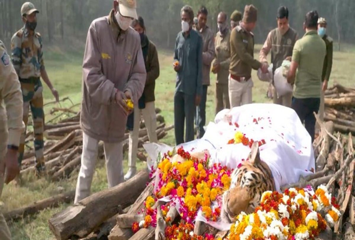 Madhya Pradesh: PM Modi mentioned the collared tigress in Mann Ki Baat, said- the death of the tigress made people emotional, as if someone left his world