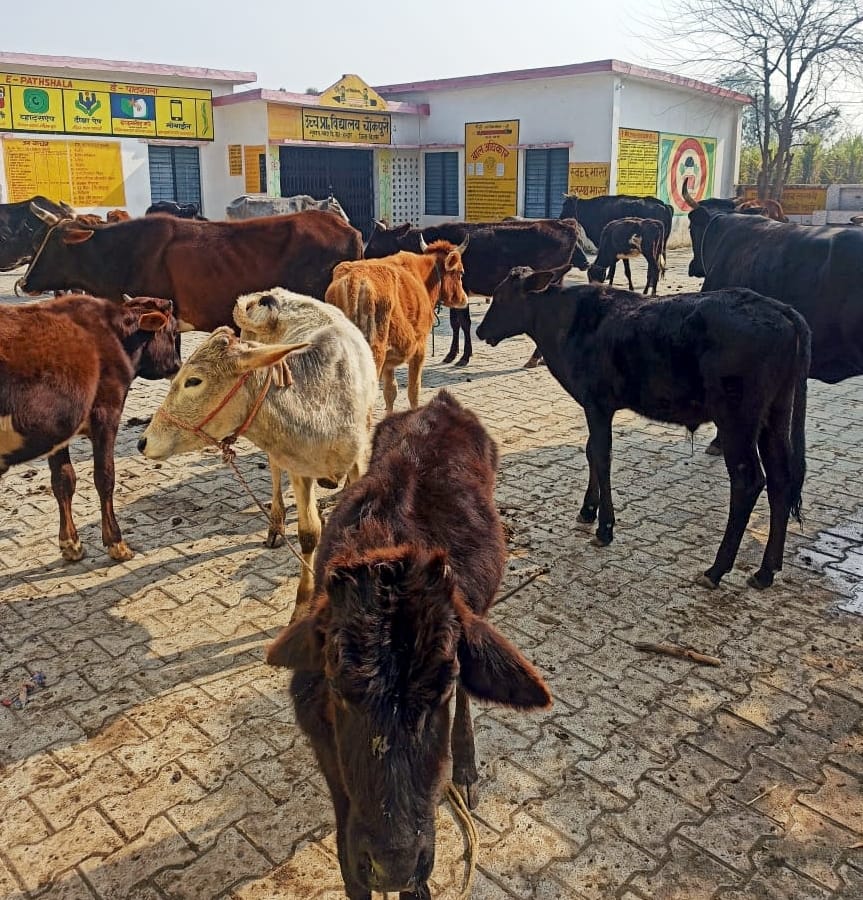 70 destitute animals locked in primary school
