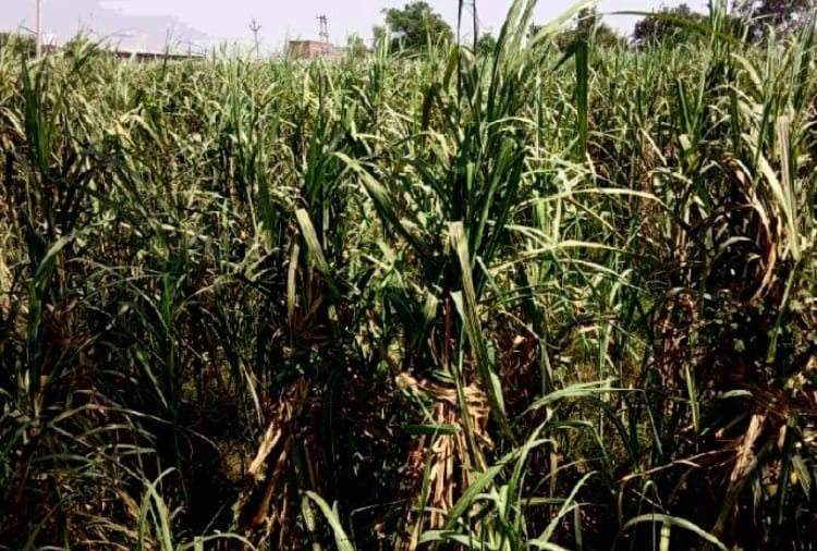 Pink borer insect is causing damage to sugarcane crop