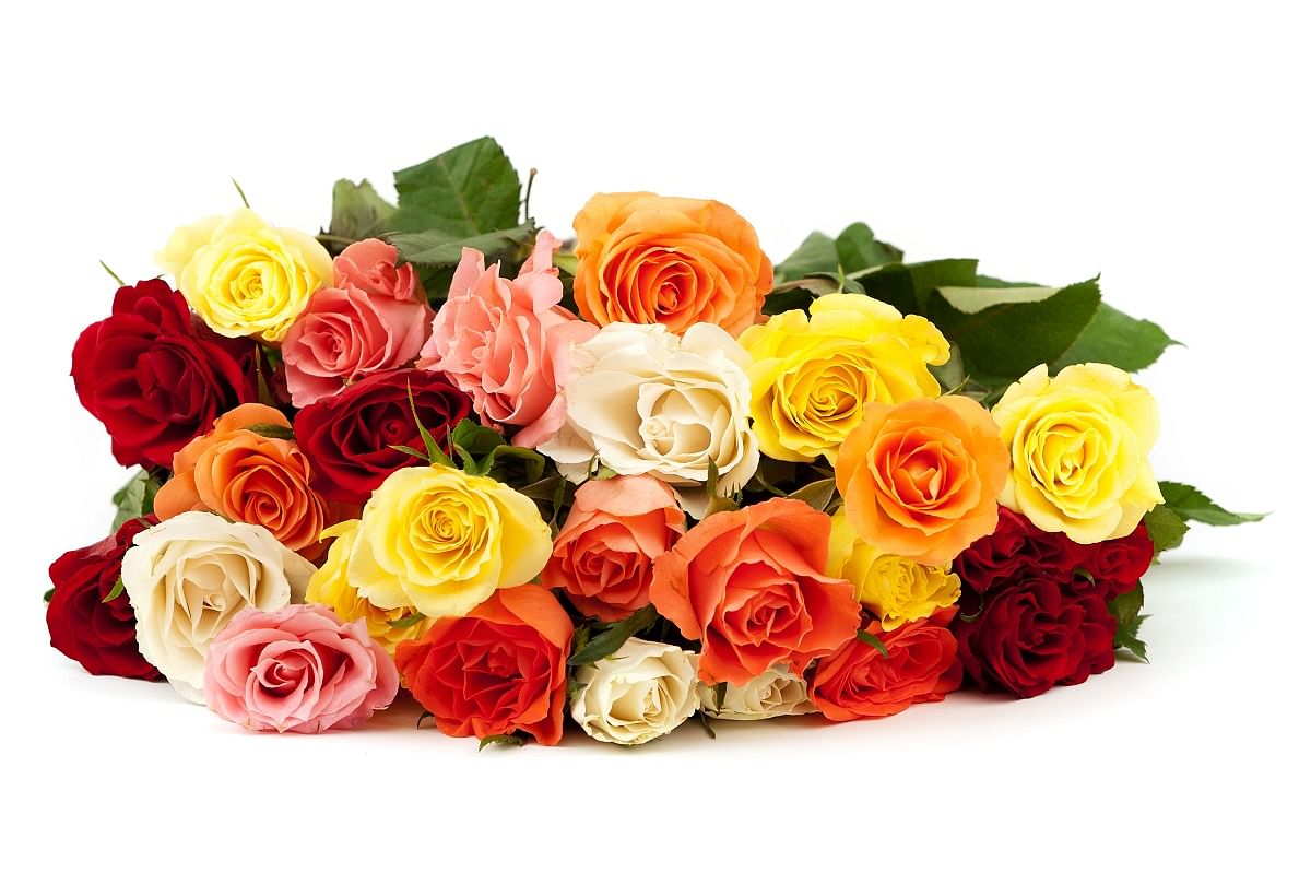 Rose Day 2024 Rose Day 2024 Different Colour Of Rose And Their Meaning   Rose Day 2022 1643542071 