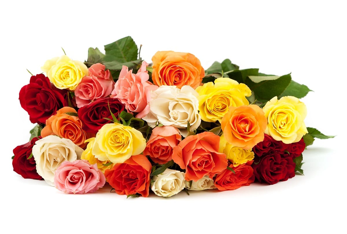 Rose Day 2024 Date Significance Valentine Week First Day 7 February History in hindi