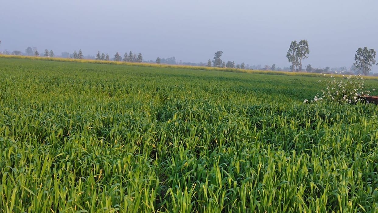 Farmer Surendra of village Ludesar made the barren land fertile with beans