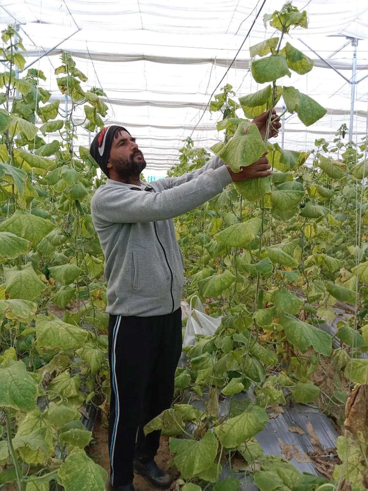 Rajendra earned lakhs of rupees in three months by selling cucumber crop