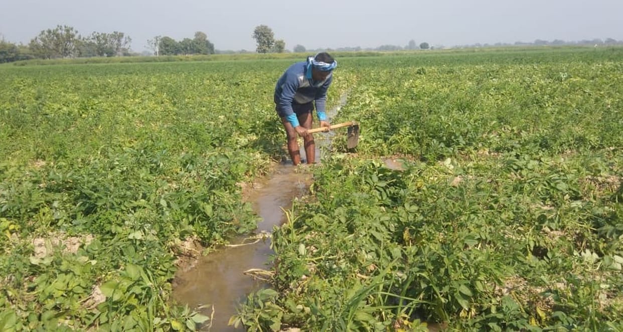 Smallpox in potatoes, there may be a crisis of filling cold storage
