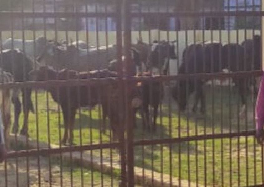 In Tidwa and Shobhan, the farmers locked the cows in the panchayat building