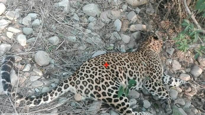 Death of Leopard in Tanakpur