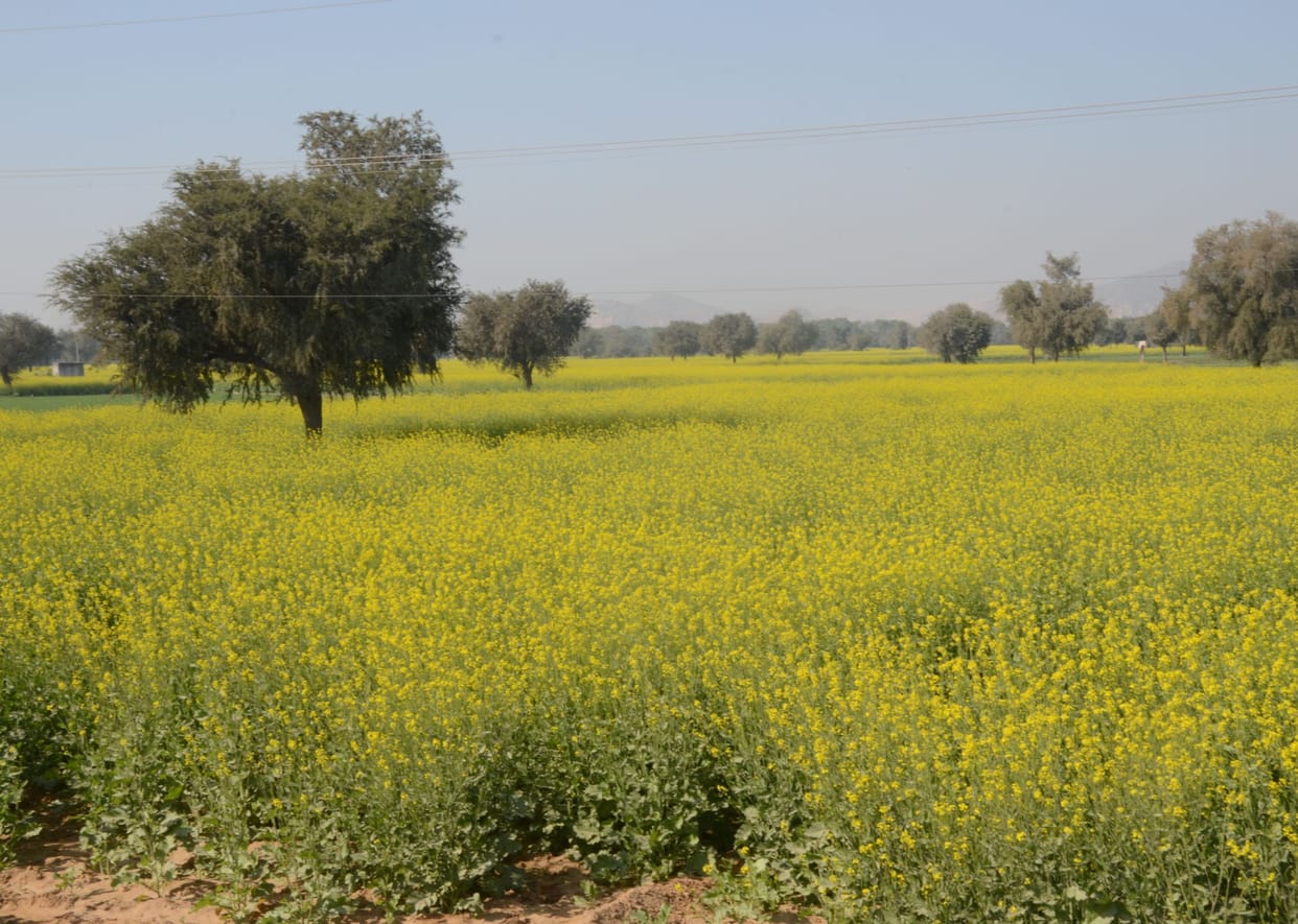 In the second and third stage in White Trust disease, it is necessary to uproot the plant from the field and bury it in the soil.