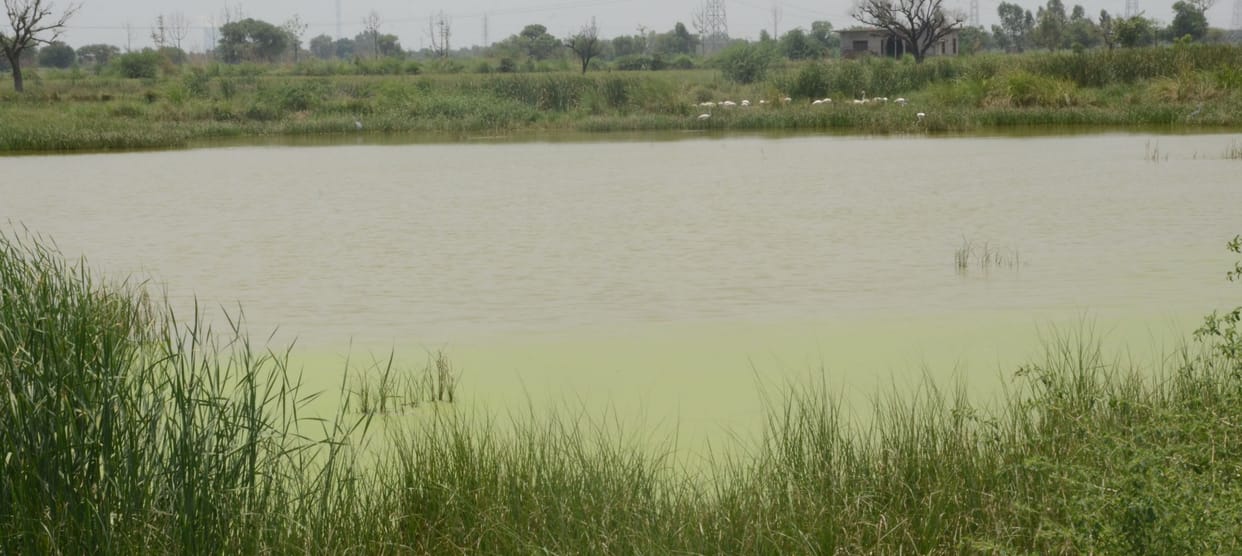 Storage tank full, drainage of contaminated water in Badhwana canal