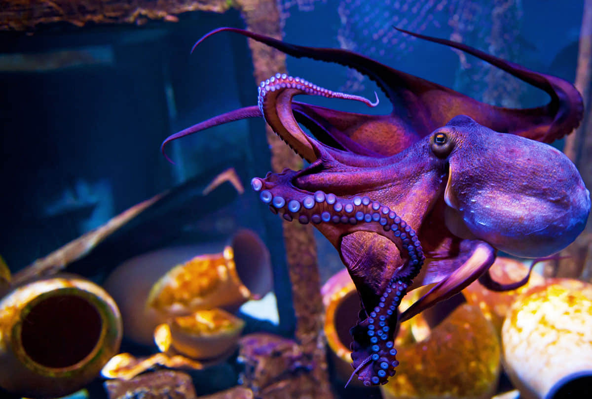 octopuses are aliens from outer space scientist claims wild scientific paper