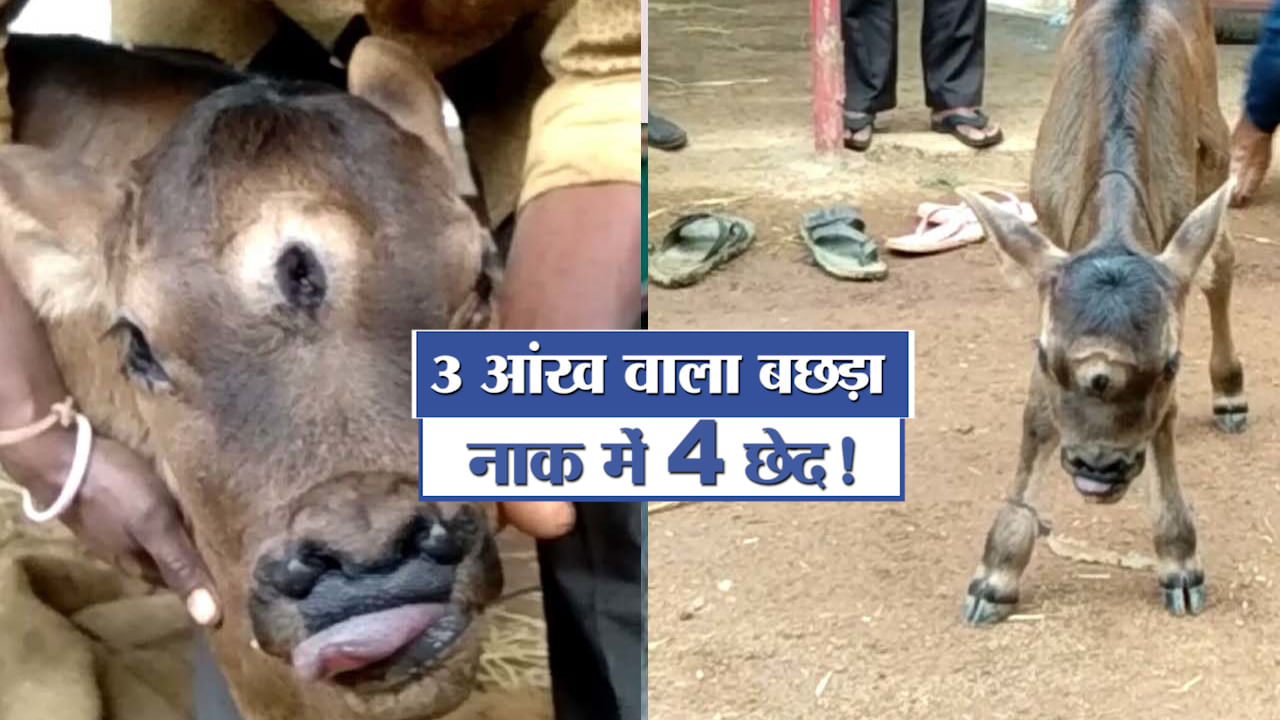 अनोखा बछड़ा