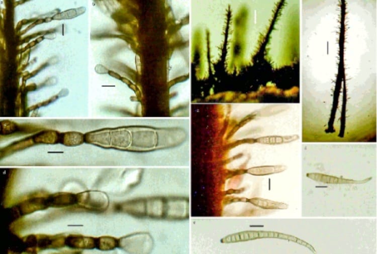 New fungus has been found in dry twigs of trees in Himalayan forest