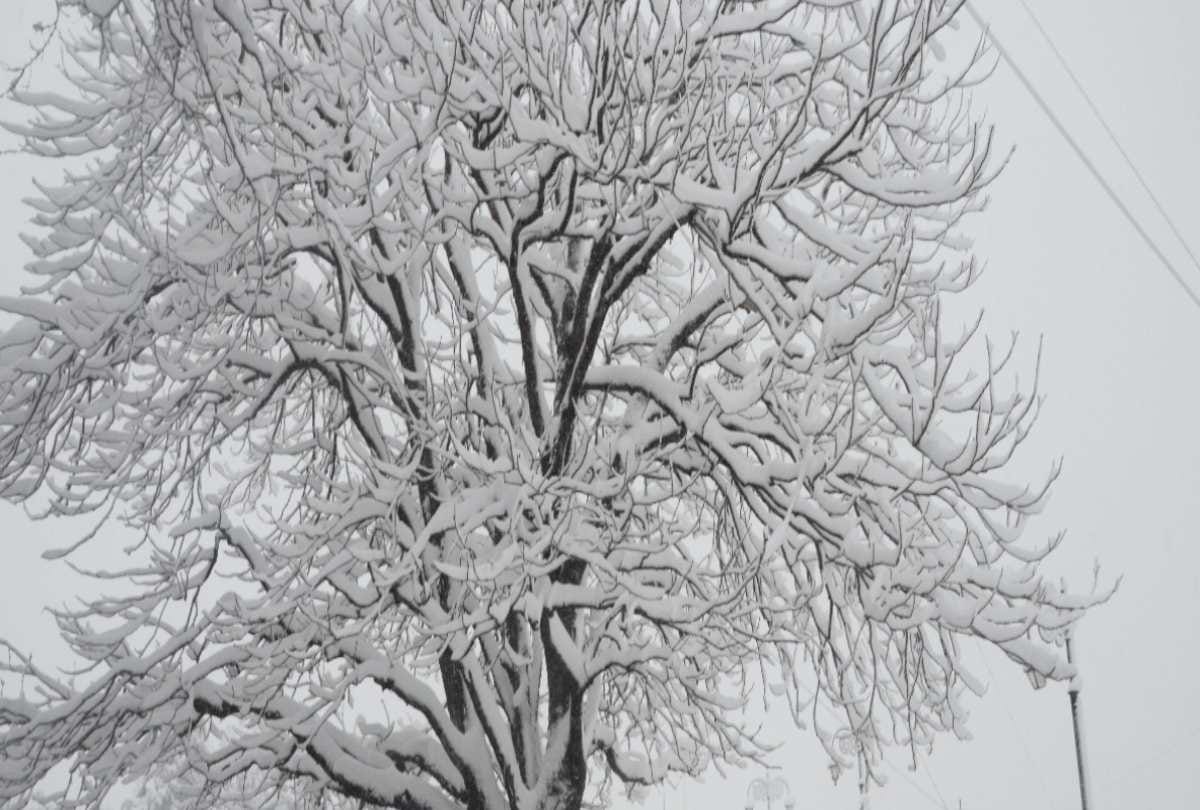 himachal weather update: Heavy rain-snow alert for two days in state, light snowfall recorded in shimla