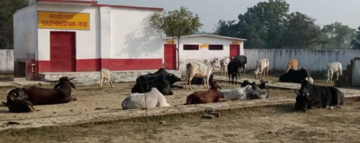 In the council school of Gaholia village, the farmers stopped the abandoned cattle