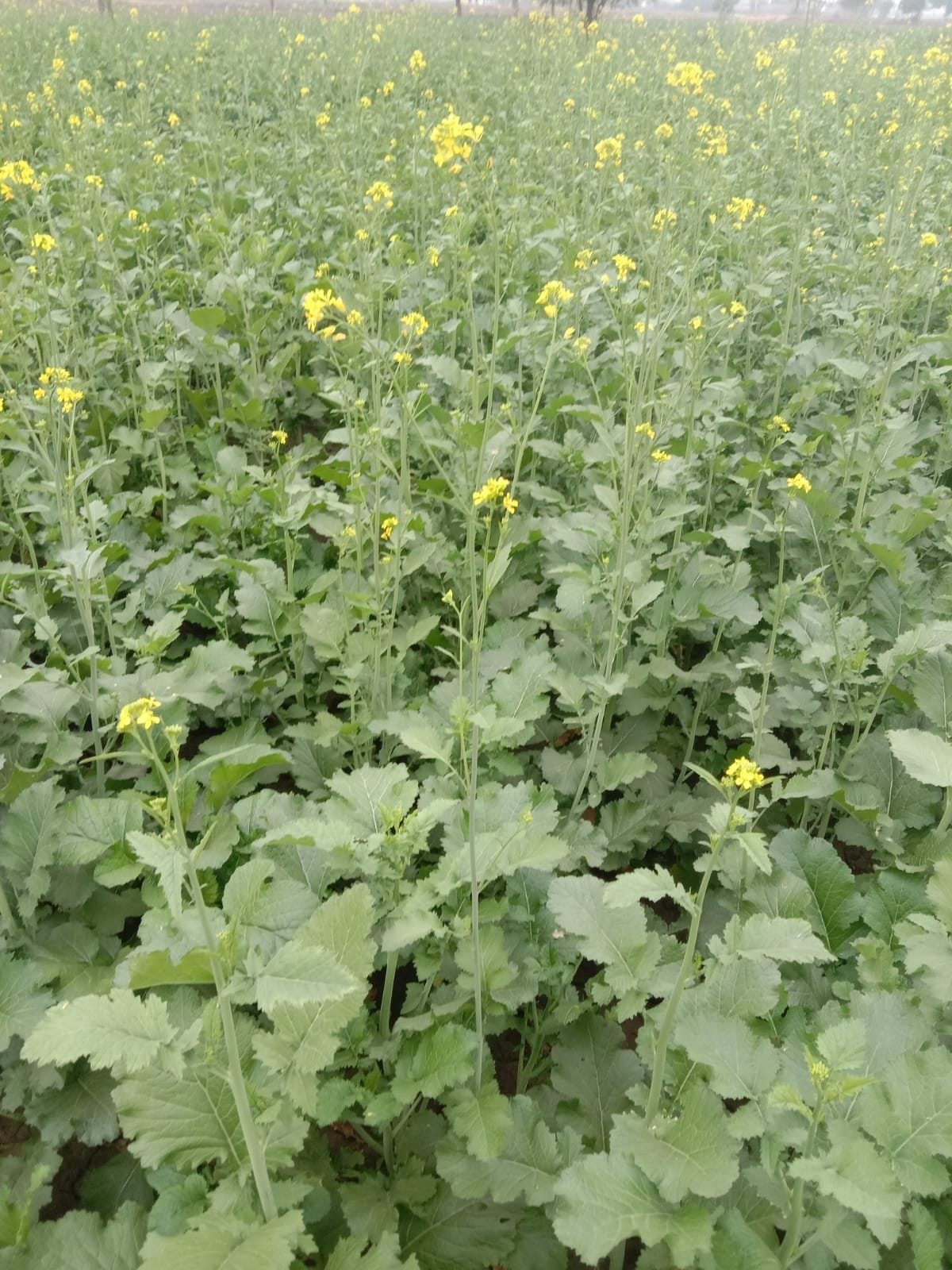 The trend will increase towards oilseeds farming, farmers will be rich, middleman system will end due to subsidy going into the account
