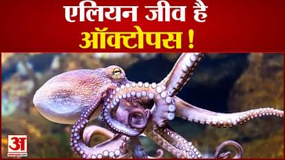 scientists claim octopus is an alien creature that came from space on Earth