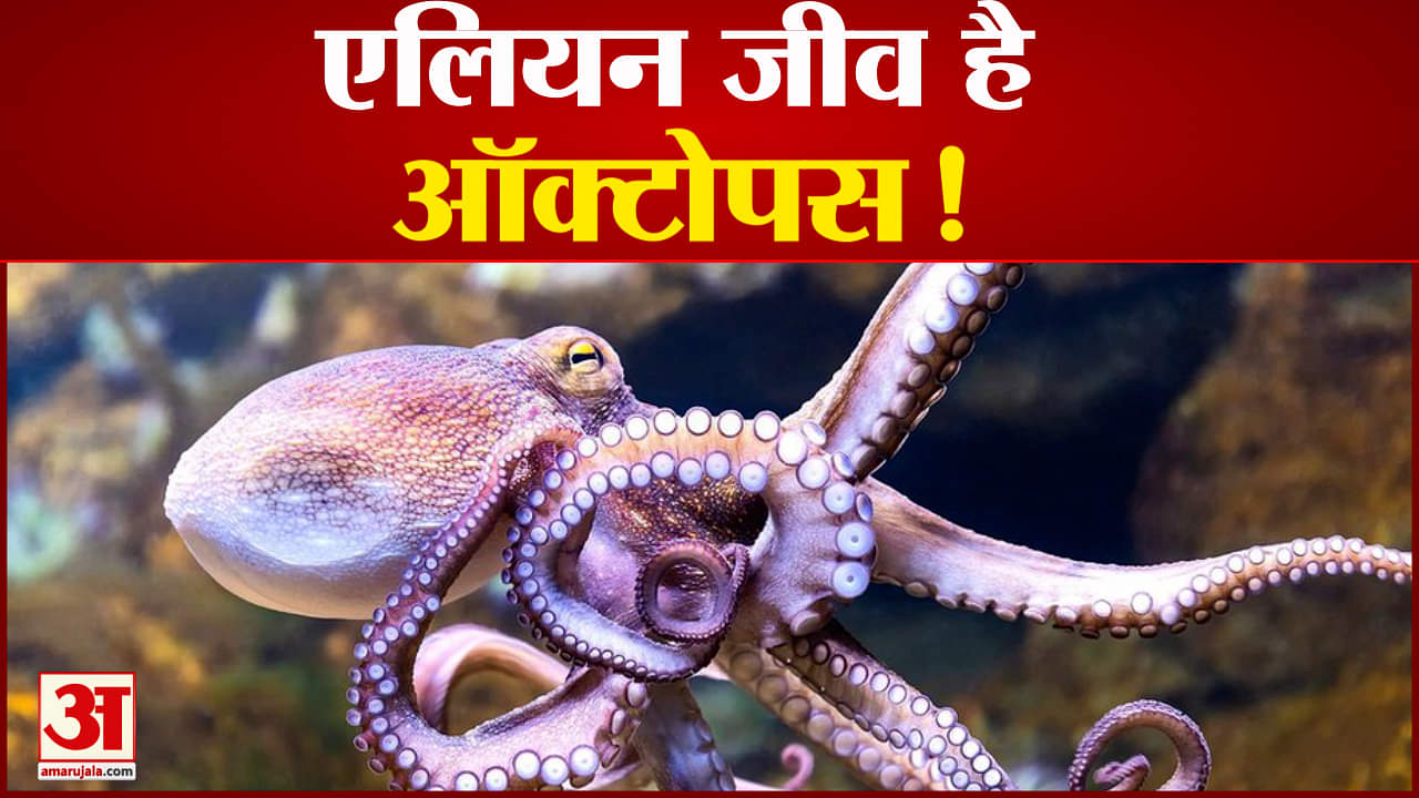 ऑक्टोपस