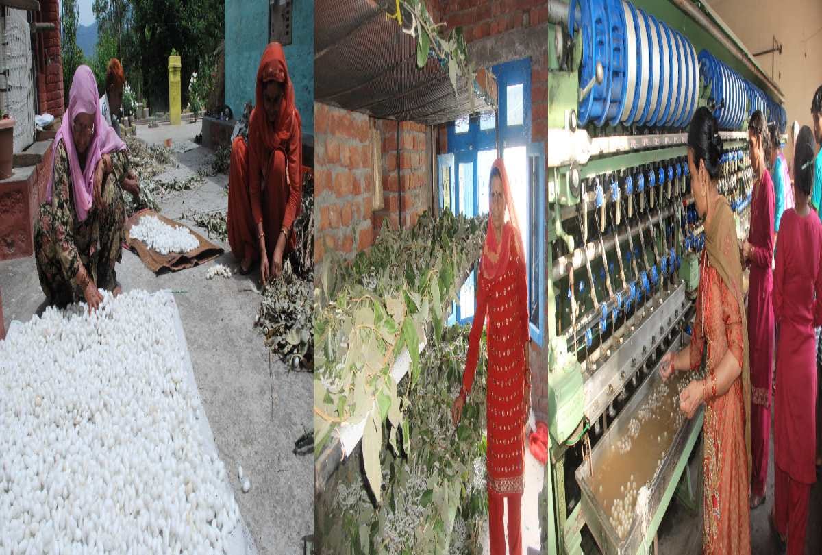 Asia's number one silk being prepared in Sangasvin of Bilaspur