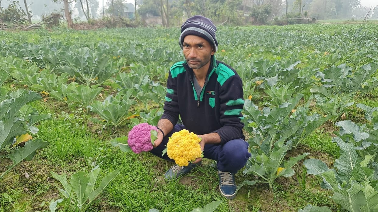 Biofortified cabbage prepared from organic manure attracted people