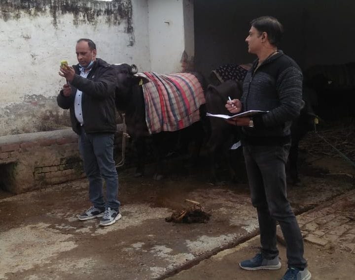 Death of animals due to unknown disease, panic among livestock owners