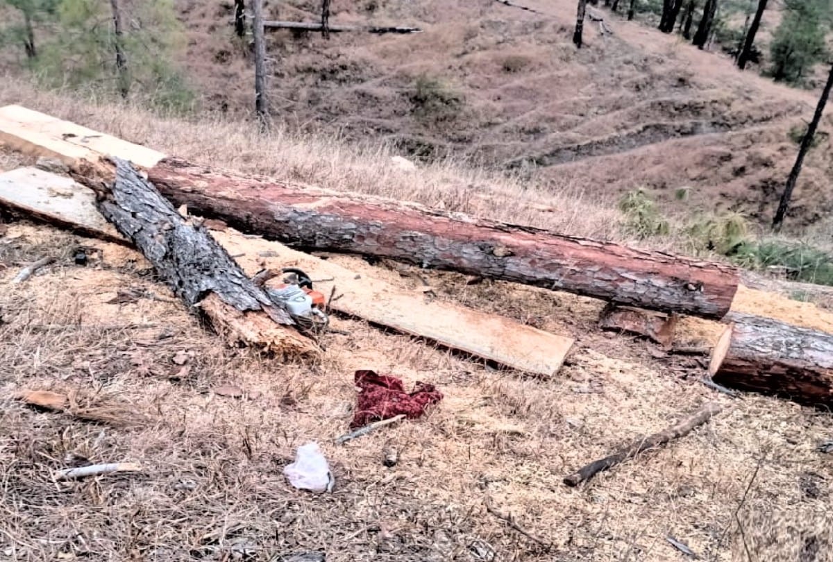 Accident in Nerwa: Mother and her three-year-old son died after dry pine tree fell on them