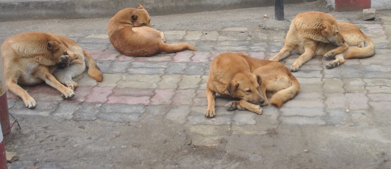 Dog BIte Cases Rise In Almora