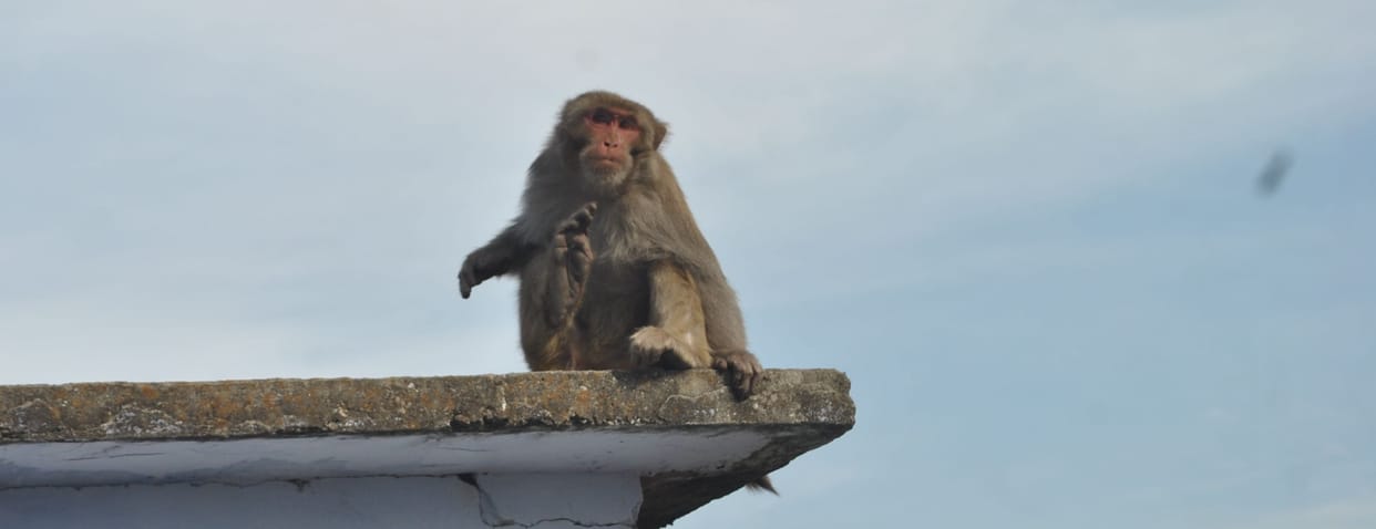 Terror of Monkeys