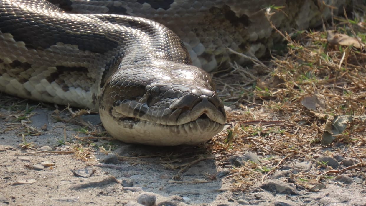 Rare Burmese python found at Haiderpur wetland