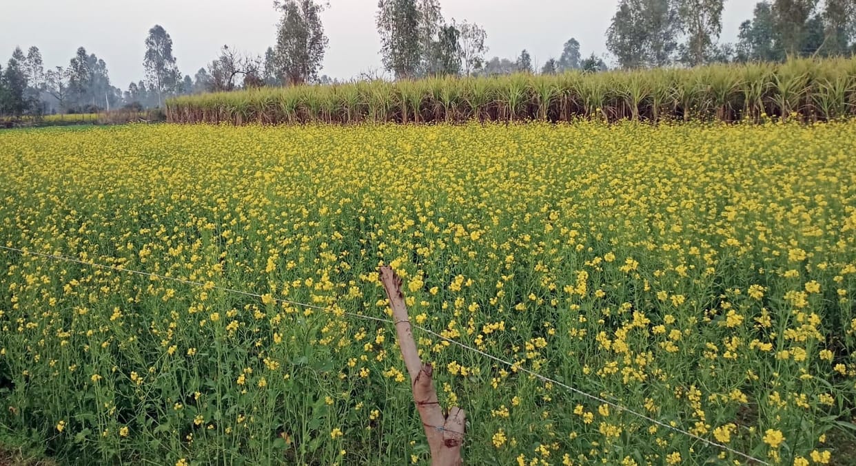 The scope of organic farming will increase along the Ganges