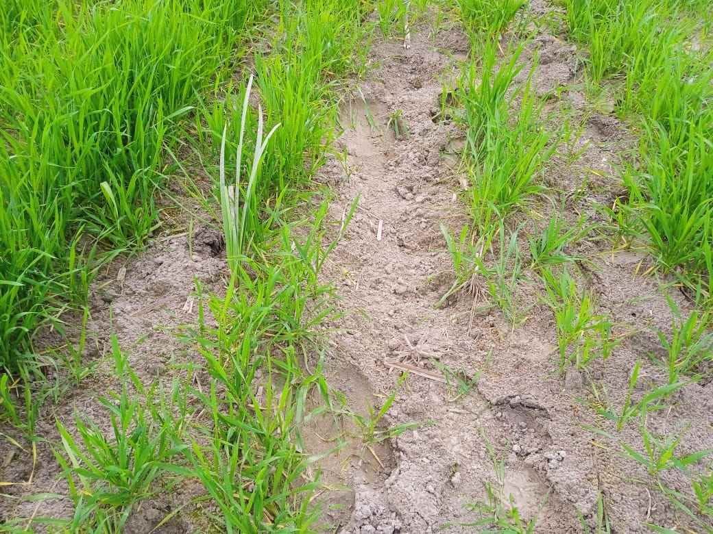 khet mein gainda dikhane se dahashat mein graameen