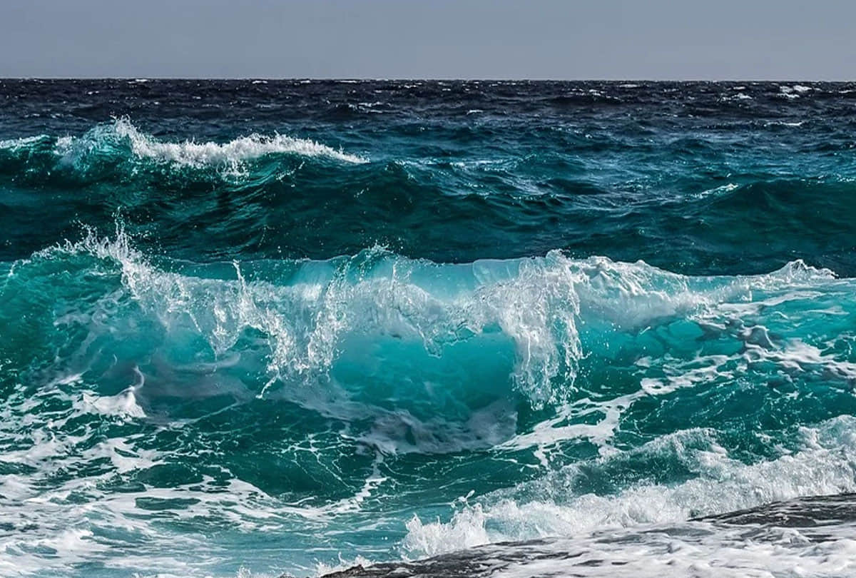 fishes are suffocating due to climate change because oceans will be severely depleted of oxygen