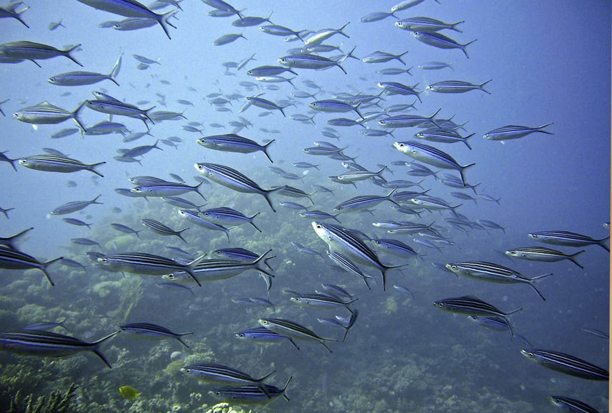 fishes are suffocating due to climate change because oceans will be severely depleted of oxygen