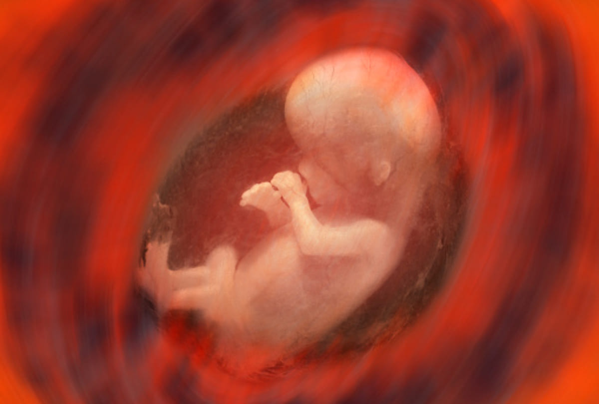 Brain and beating heart made for the first time in Synthetic embryo