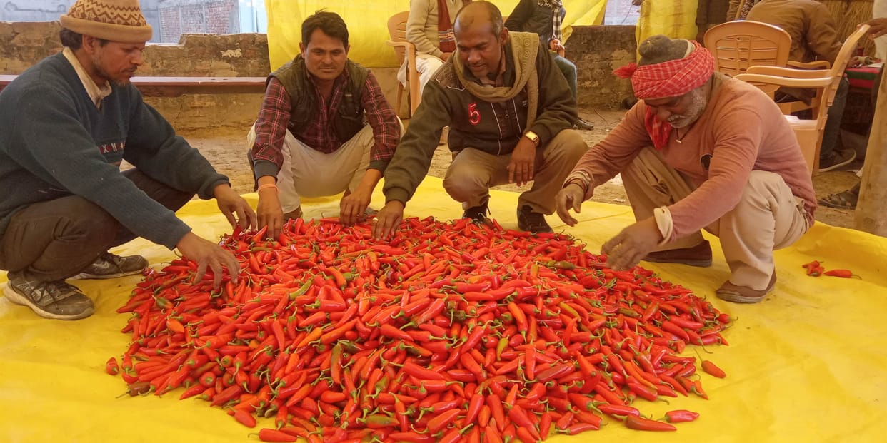 Red gold arrival started in Mandi