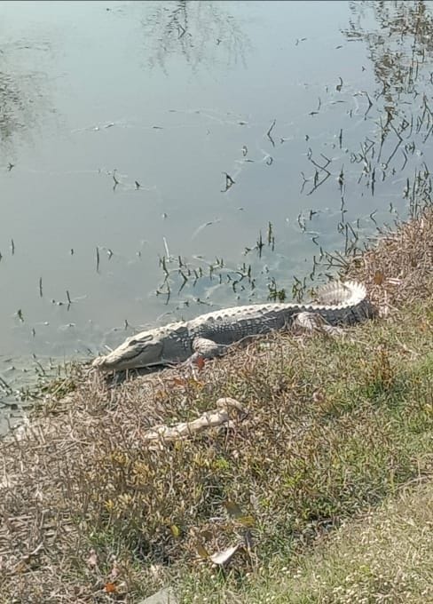 Hathras: Crocodile seen in the puddle of Jaraira and Nagla pearls