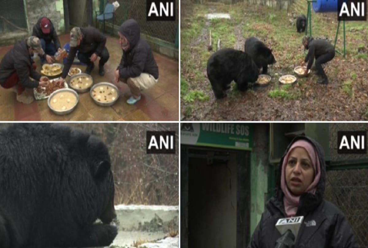 Special diet arrangement for Himalayan black bear in Dachigam National Park, Srinagar