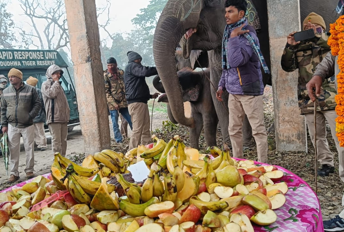 Elephants feast on first birthday of Masakkali forest officials caress the little elephant