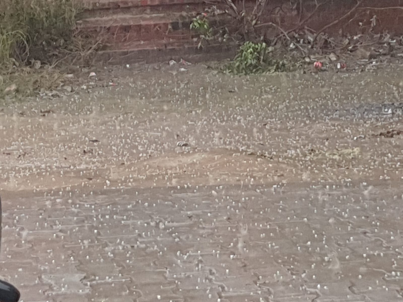 Hail rain fell somewhere, mustard crop affected