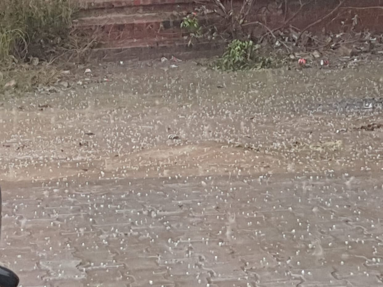 Hail rain fell somewhere, mustard crop affected