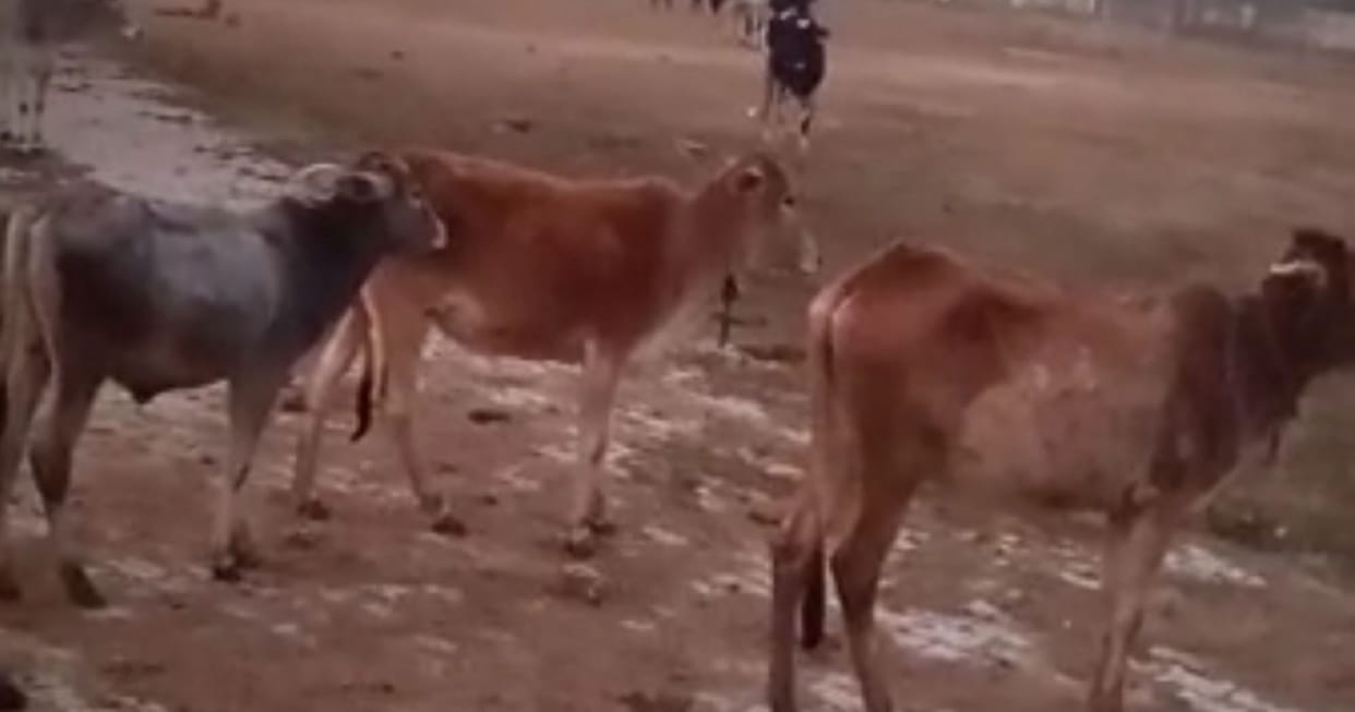Kanpur dehat : Villagers in Bisoha village closed the left cattle in the school