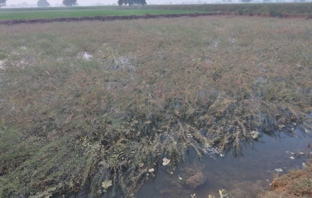 The crisis of 100 bigha crop damage due to waterlogging, increased farmers' concern