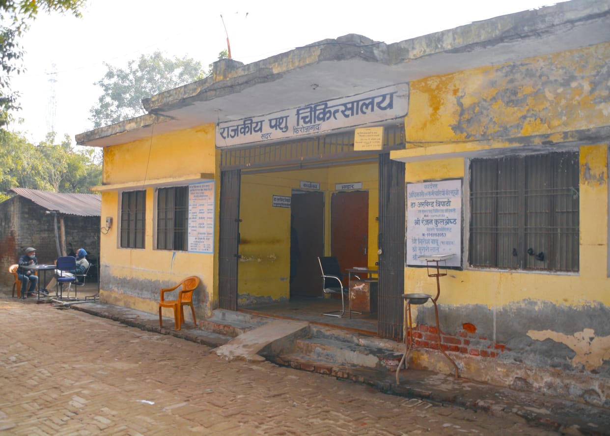 two cow died, no proper treatment at animal hospital