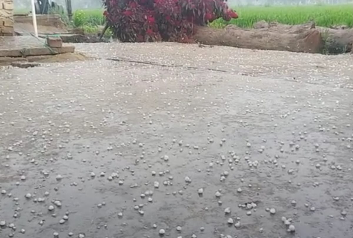 Shahjahanpur hailstorm amidst rain suspicion famers worried of crops