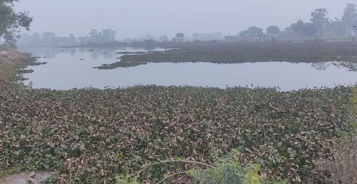Lotus will bloom again in Maghai Lake of Aunahan, Forest Department sent proposal to the government for beautification