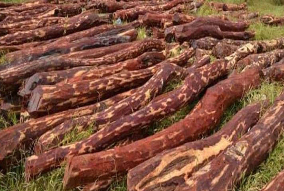 man smuggled red sandalwood in pushpa style in bengaluru people started enjoying