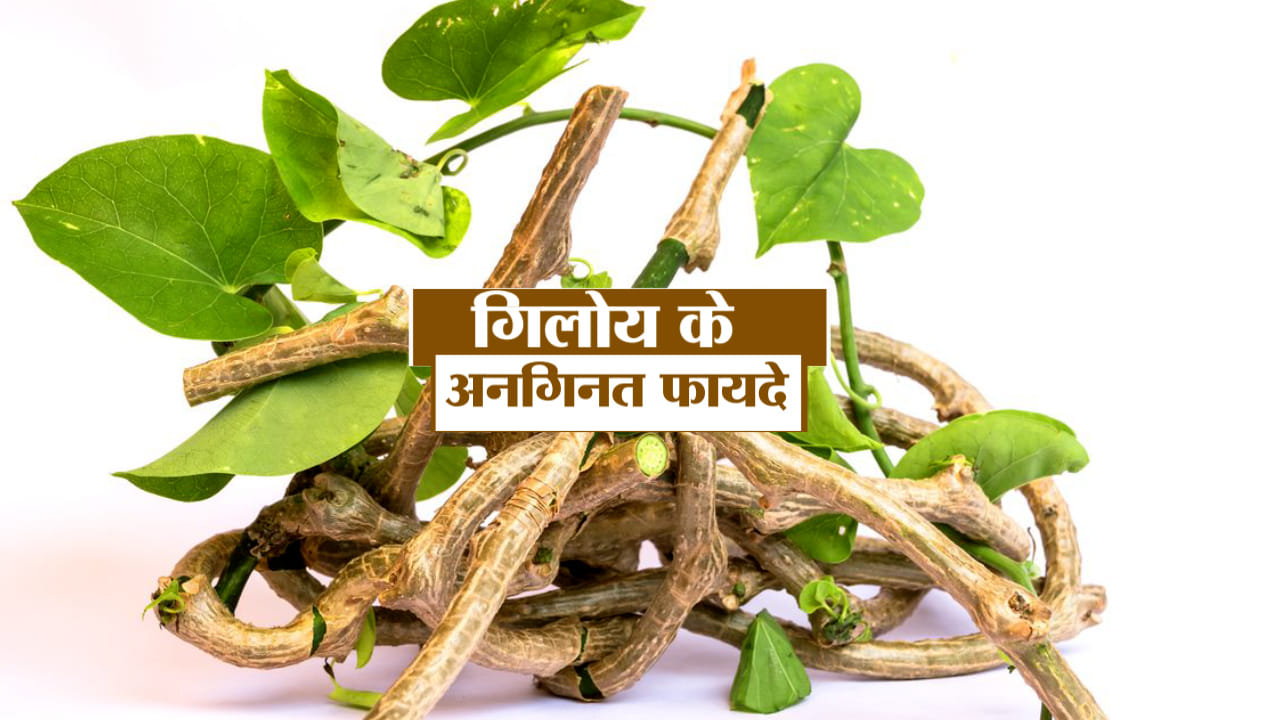 Health Tips: Giloy Benefits And Side Effects Giloy Khane Ke Fayde Aur Nuksan In Hindi