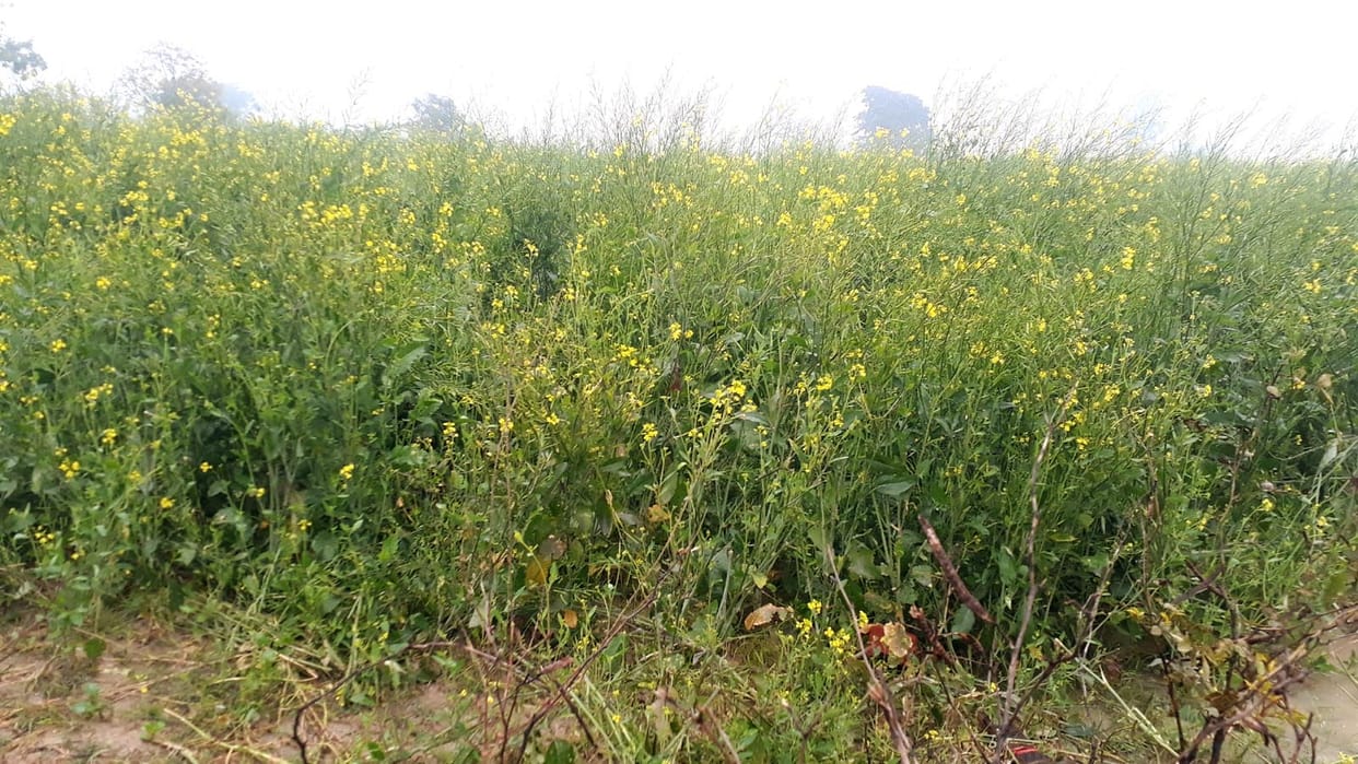 agricultur