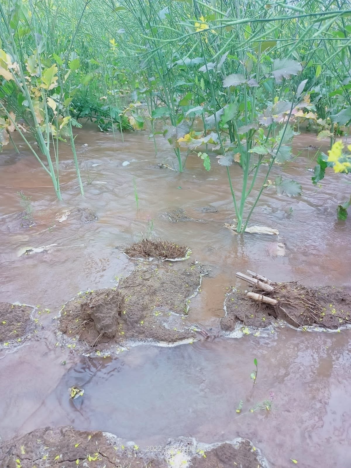 Water left in the canal, water reached the fields by breaking the bridge under construction