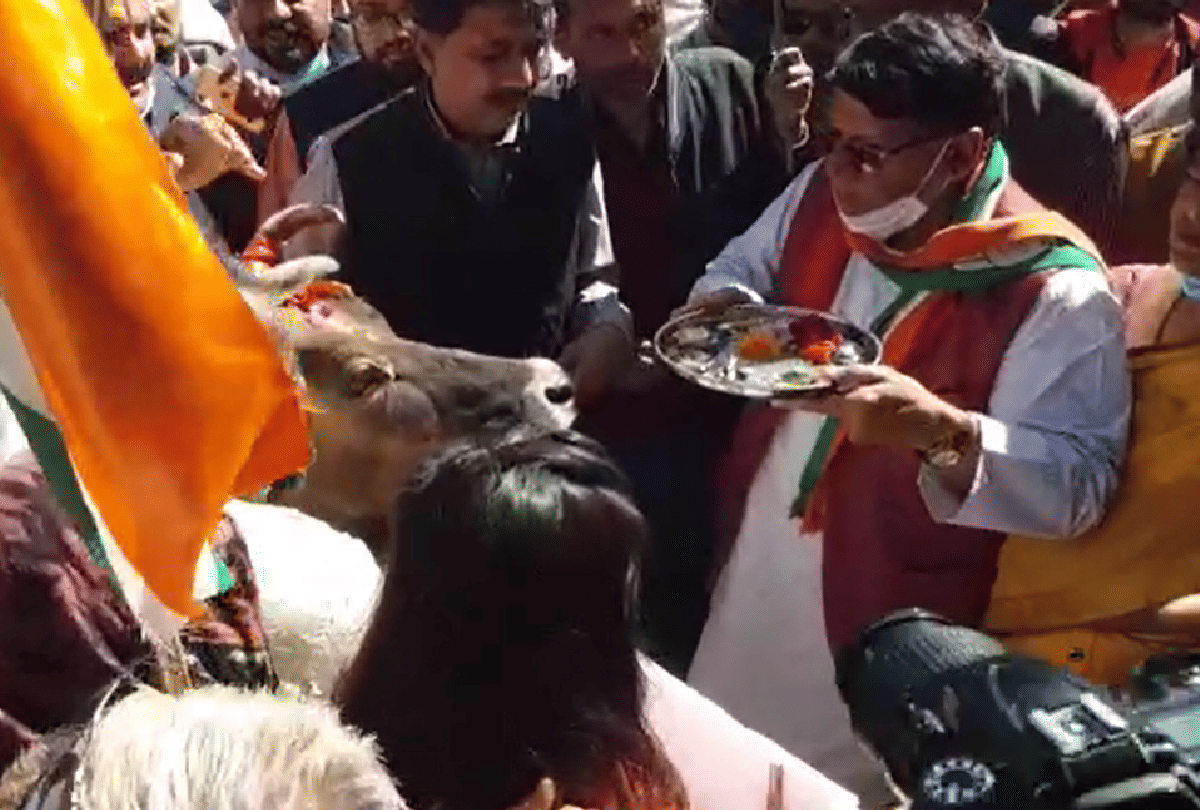 Politics on cow: Congress protest against death of cows in Berasia goshala, police imposed section of Animal Cruelty Act